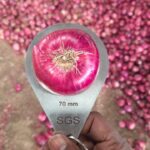 WhatsApp Image 2026-02-06 at 4.40.54 PM